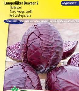 Rode kool Langedijker Bewaar 2