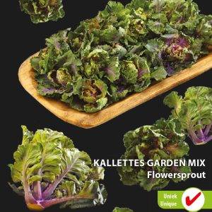 Kalettes Flouwer Sprout Garden Mischung Gärtner Serie
