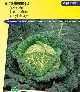 Savooie kool Winterkoning 2