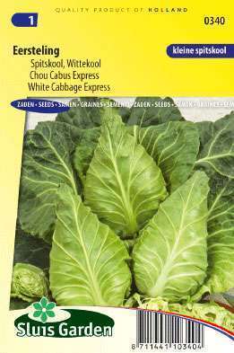 pointed cabbage Firstling