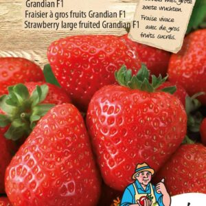 Aardbei Grandian F1 (grootvruchtig)