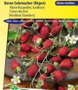 Sier/Bosaardbei Baron Solemacher Fragaria