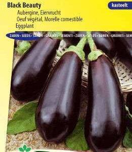 Aubergine Black Beauty