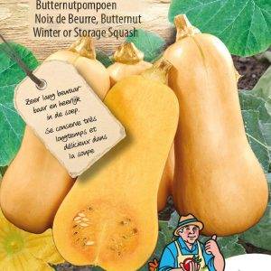 Kürbis Butternut Hercules F1
