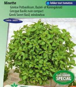 Basilicum Minette Fijne