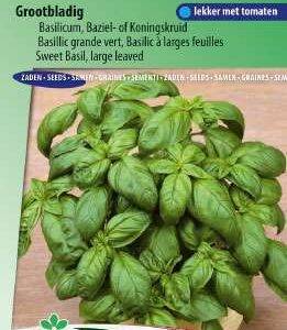 Basilicum Grofbladige