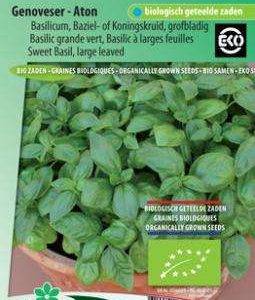 Basilicum Genovese Aton Eco