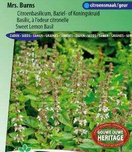 Basilicum Citroenbasilicum