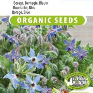 Borage cucumber herb Blue officinalis BIO