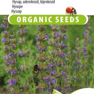 Hyssop Eco