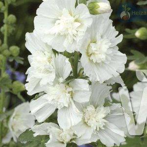 Alcea rosea Ariella® White
