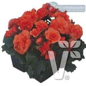 Begonia x elatior Charisma® F1Salmon Orange