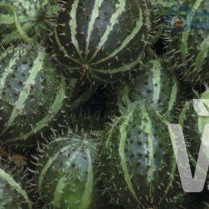 Cucumis myriocarpus Minero