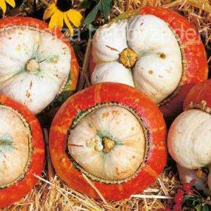 Cucurbita-Arten Aladin