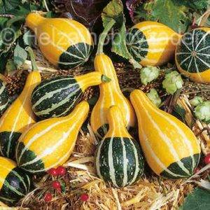 Cucurbita-Arten Bicolor-Birne