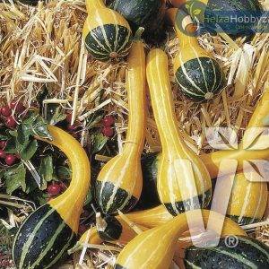 Cucurbita species Bicolor Spoon