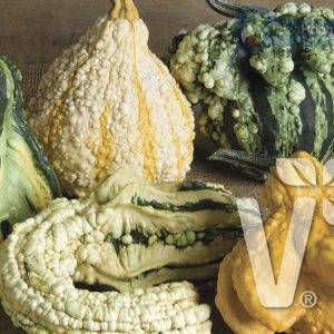 Cucurbita species Gremlins