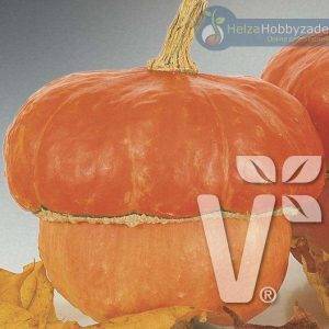 Cucurbita-Arten Mini-Rot-Turban
