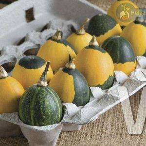 Cucurbita-Arten Kobold-Eier-Mix