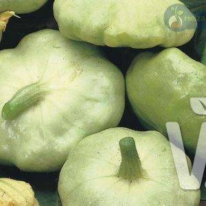 Patisson Cucurbita species Patty Green Tint