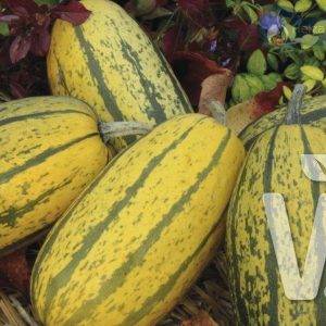 Cucurbita species Stripetti
