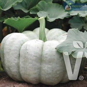 Cucurbita species Blue Doll