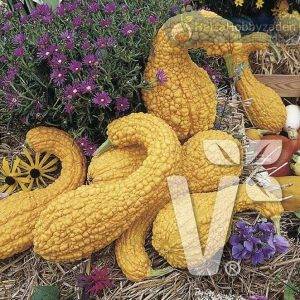 Cucurbita Arten Crookneck
