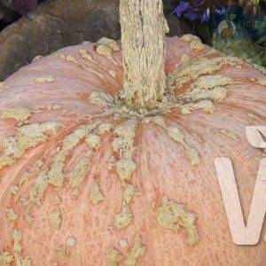 Cucurbita species Galeuse d’Eysines