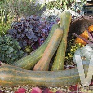Cucurbita species Longue de Nice
