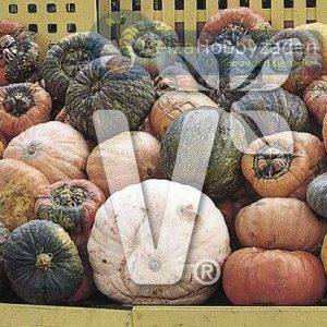 Cucurbita species Grootvruchtige  Mix