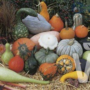 Cucurbita species Grootvruchtige aparte Mix