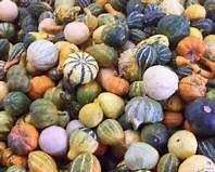 Cucurbita-Arten - Lagenaria siceraria Kürbisse Mix