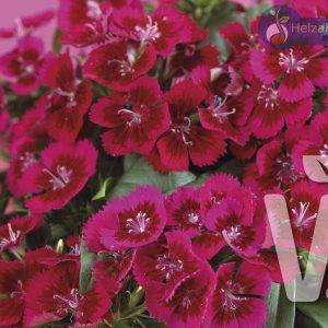 Dianthus x barbatus Diabunda F1 Rood
