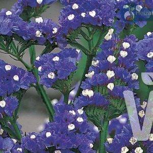 Limonium sinuatum Festung Dunkelblau
