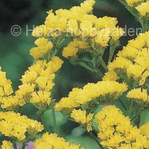 Limonium sinuatum Fortress Geel