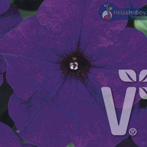 Petunia x grandiflora Musica® F1Blue