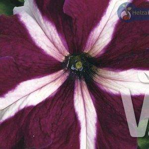 Petunia x grandiflora Musica® F1Crimson Star
