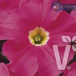 Petunie x grandiflora Musica® F1Pink