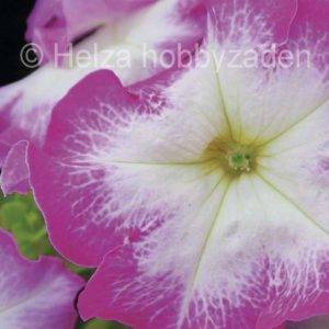 Petunia x grandiflora Musica® F1Pink Morn