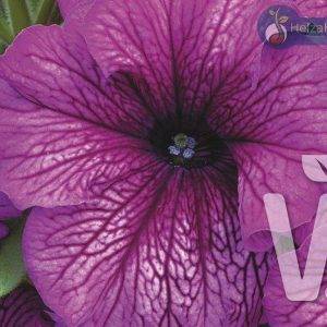 Petunia x grandiflora Musica® F1Plum