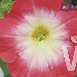 Petunia x grandiflora Musica® F1Red Morn