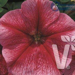 Petunia x grandiflora Musica® F1Red Vein
