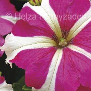 Petunia x grandiflora Musica® F1Rose Star