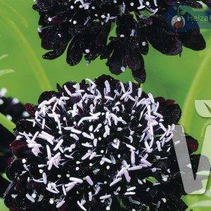 Scabiosa atropurpurea Black Knight
