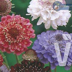 Scabiosa atropurpurea Chirocco Mix
