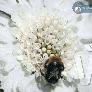 Scabiosa caucasica Fama White