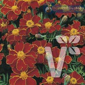 Tagetes x patula Disco Red