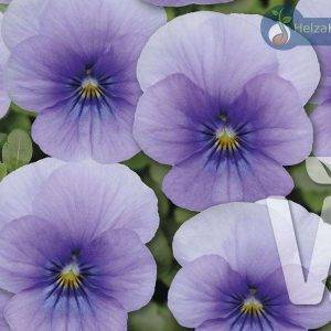 Twix® F1 Pansy Blue Ice