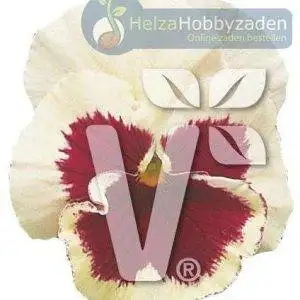 Viola x wittrockiana Carneval® F1White with Rose Blotch