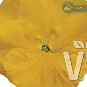 Viola x wittrockiana Carneval® F1Yellow